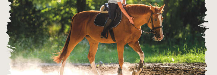 einstiegsbanner pferd pferdefutter einzelfutter derby